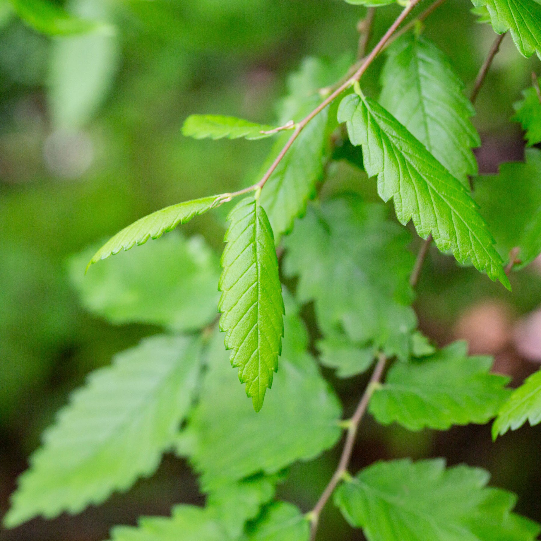 Zelkova serrata - Orme de Sibérie - Zelkova serrata - Arbres