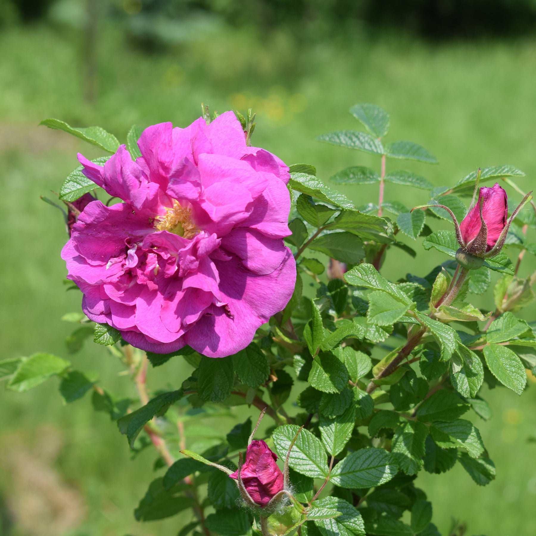 Vente Rosier rugueux Wild Eric - Rosa rugosa Wild Edric