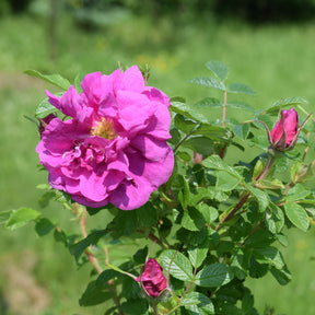 Vente Rosier rugueux Wild Eric - Rosa rugosa Wild Edric