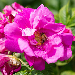 Rosier rugueux - Rosa rugosa - Rosier rugueux Wild Eric - Rosa rugosa Wild Edric