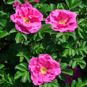 Rosier rugueux Wild Eric - Willemse