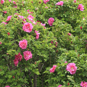 Rosa rugosa Wild Edric - Rosier rugueux Wild Eric - Rosier rugueux - Rosa rugosa