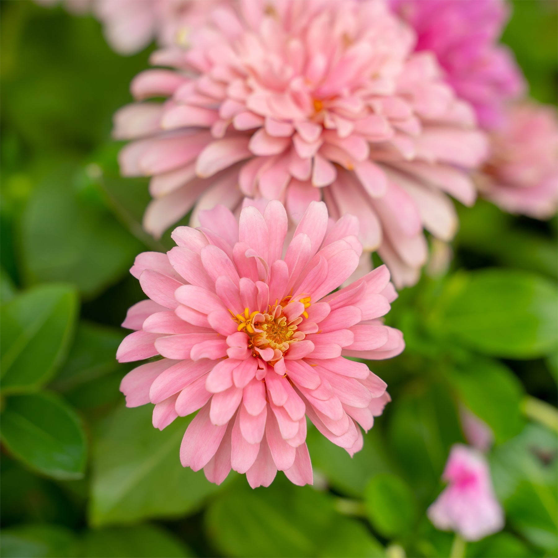 Zinnia  rose