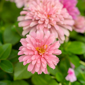 Zinnia  rose