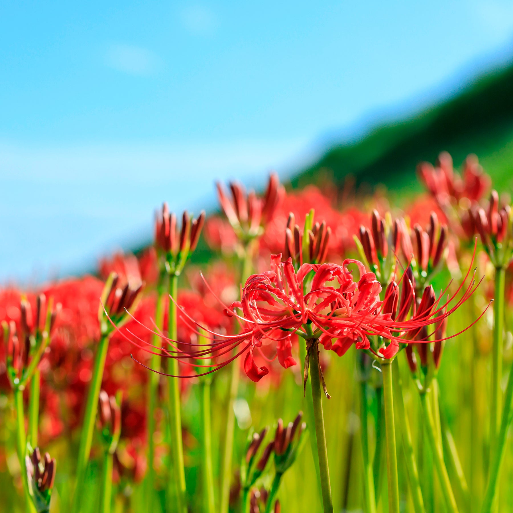 Lis araignée rouge - Willemse