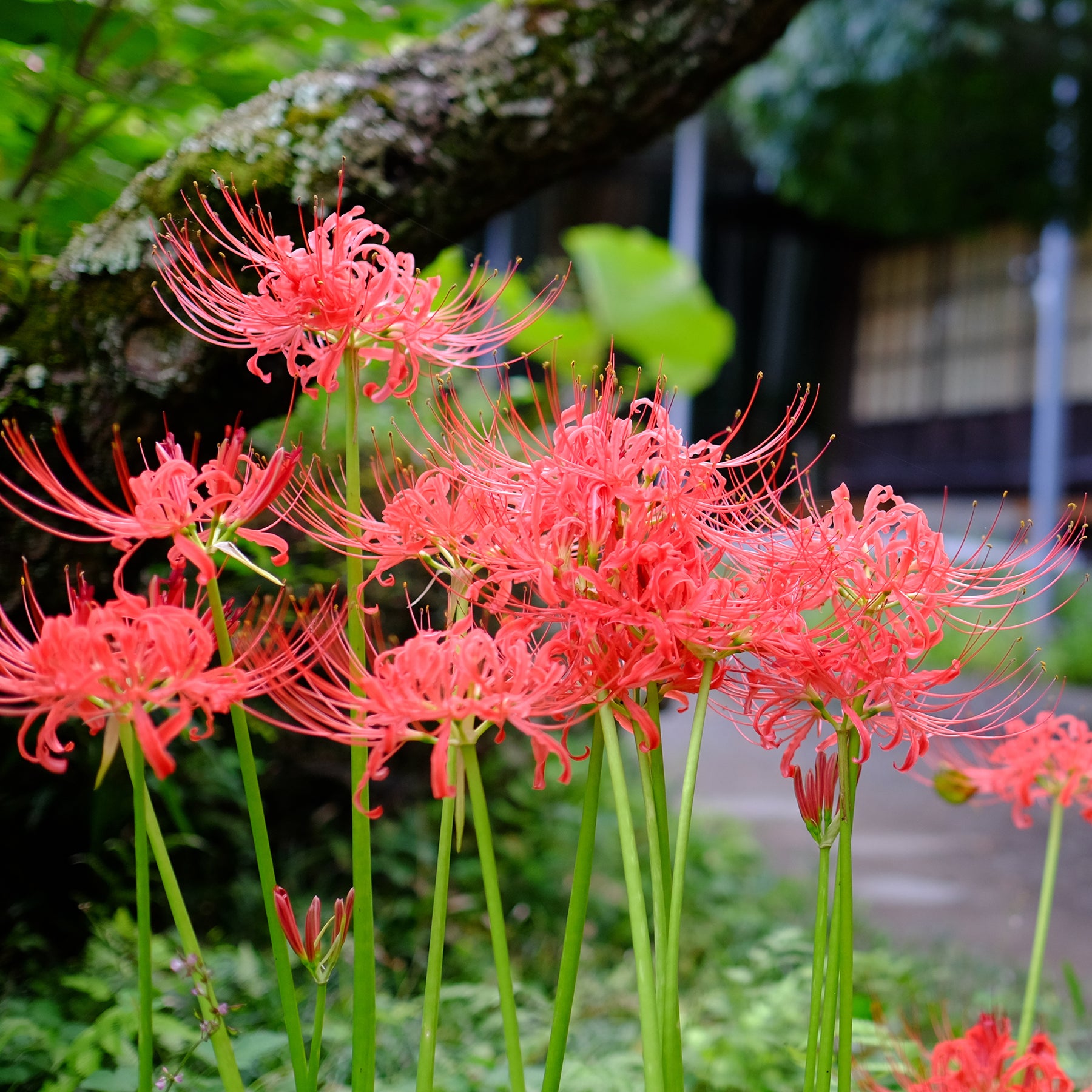Lycoris radiata - Lis araignée rouge - Lis - Lys