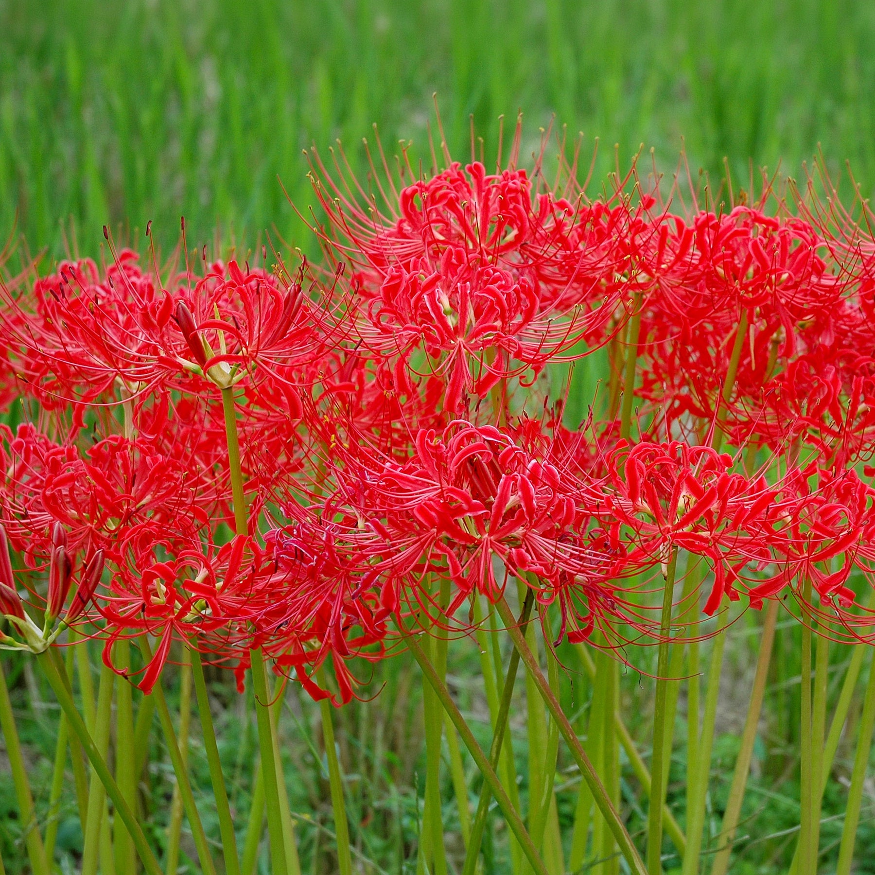 Lis - Lys - Lis araignée rouge - Lycoris radiata