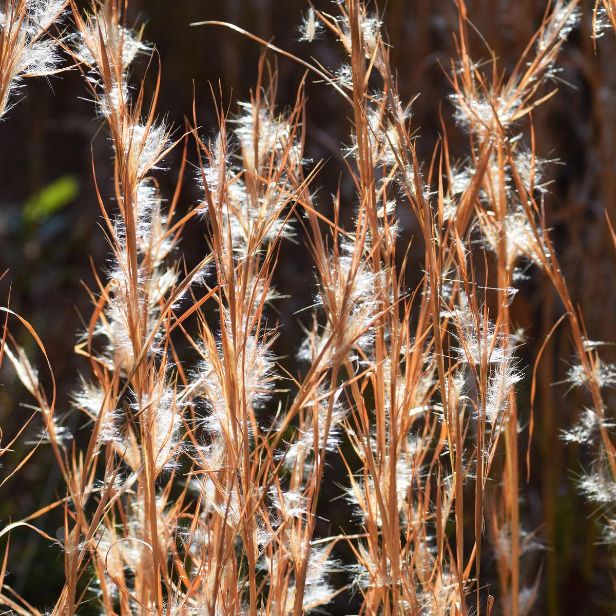 Andropogon - Barbon fendu - Willemse
