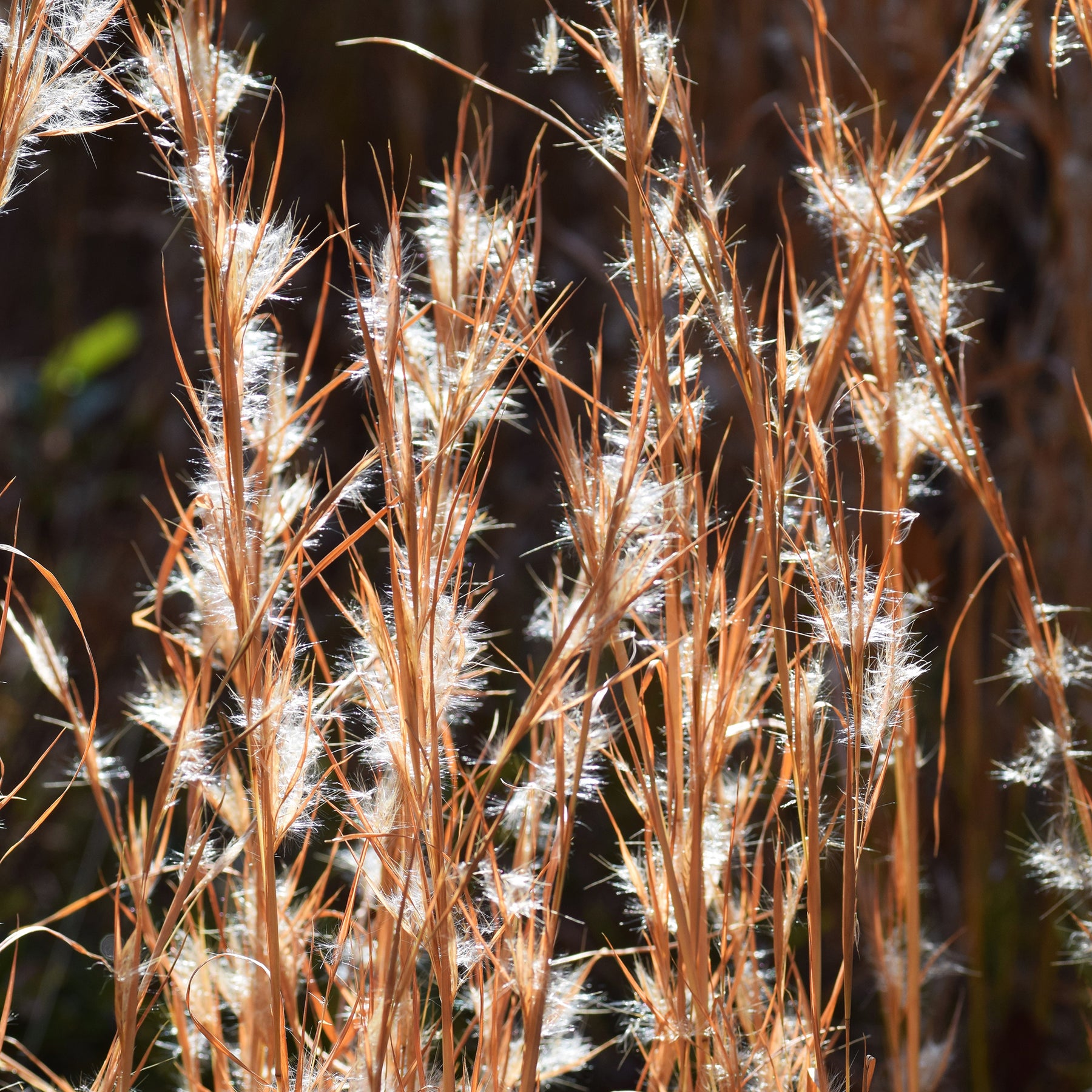 Andropogon - Barbon fendu - Willemse