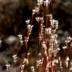 Vente Andropogon - Barbon fendu - Andropogon ternarius