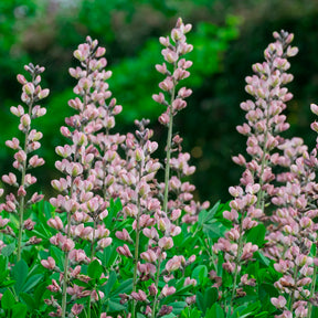 Lupin indigo Pink Truffles - Baptisia Pink Truffles - Willemse