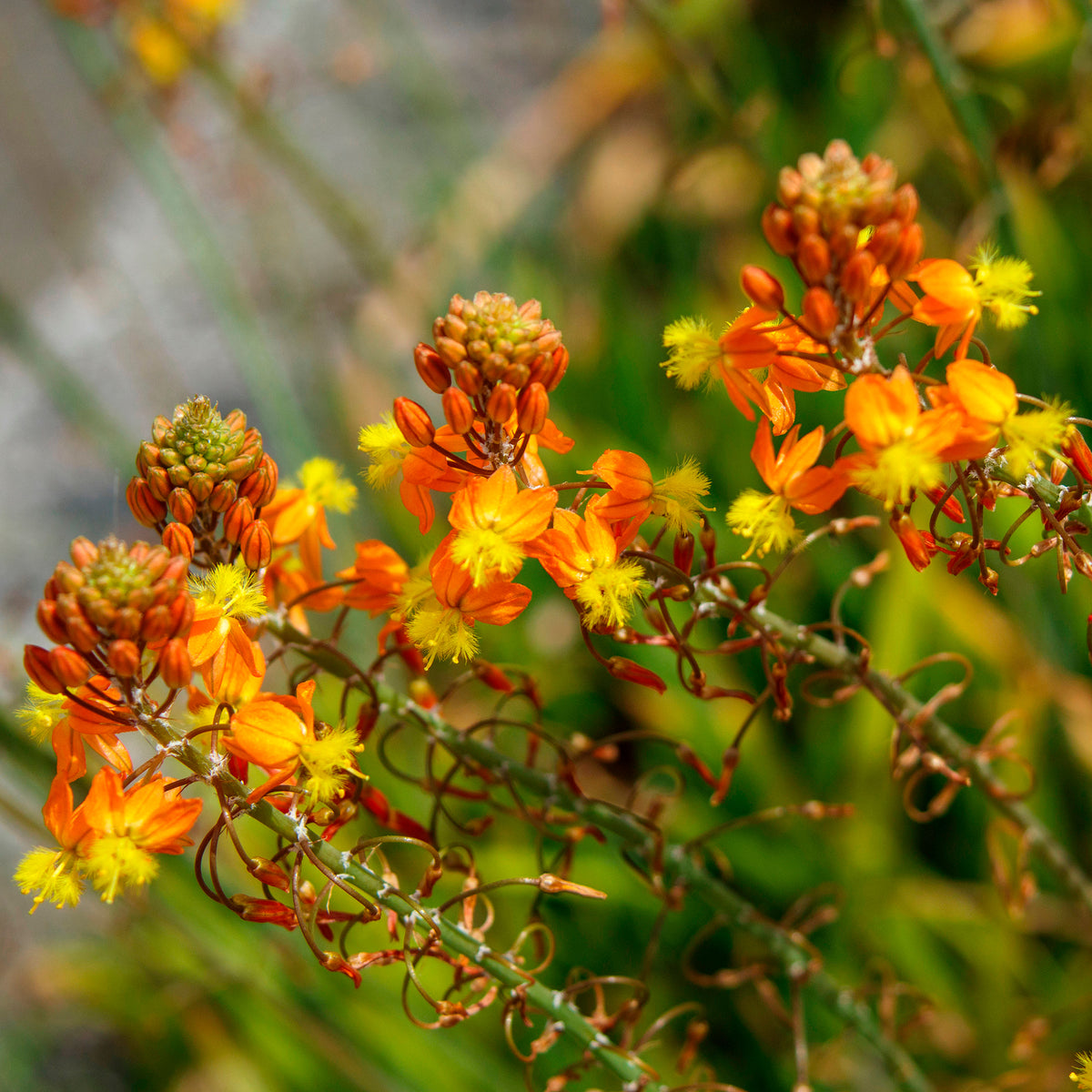 Bulbine Avera Sunset Orange - Bulbine frutescens Avera Sunset Orange - Willemse