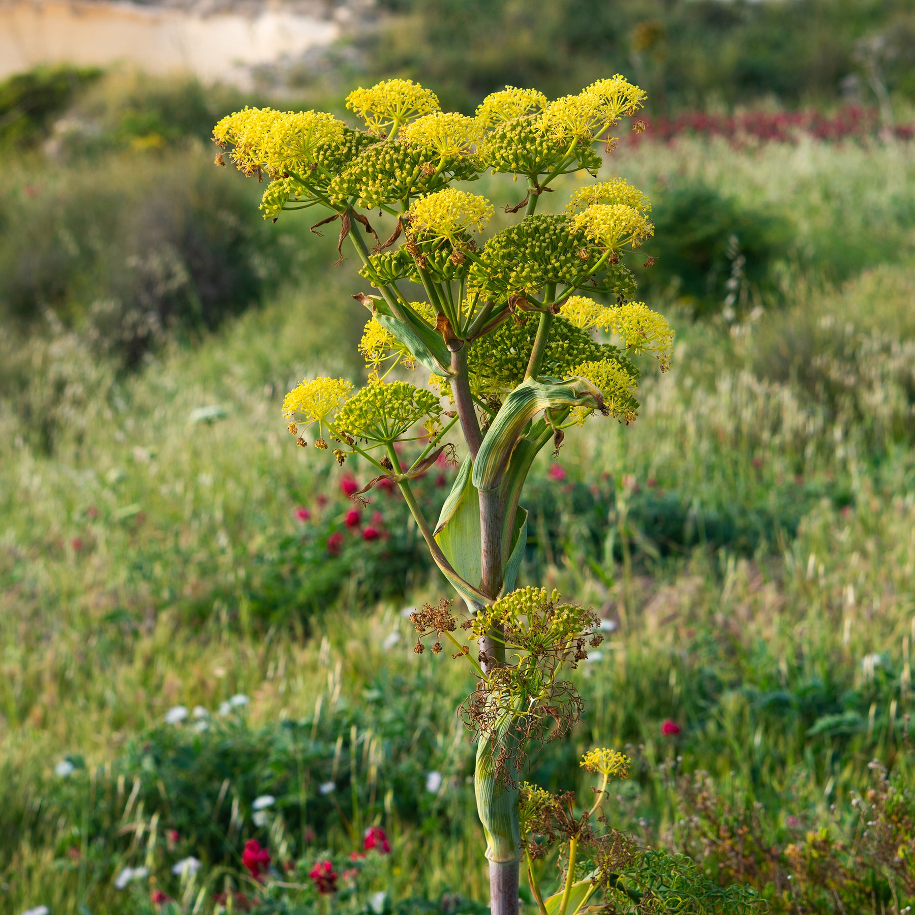 Vente Férule commune - Ferula communis