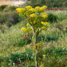 Vente Férule commune - Ferula communis