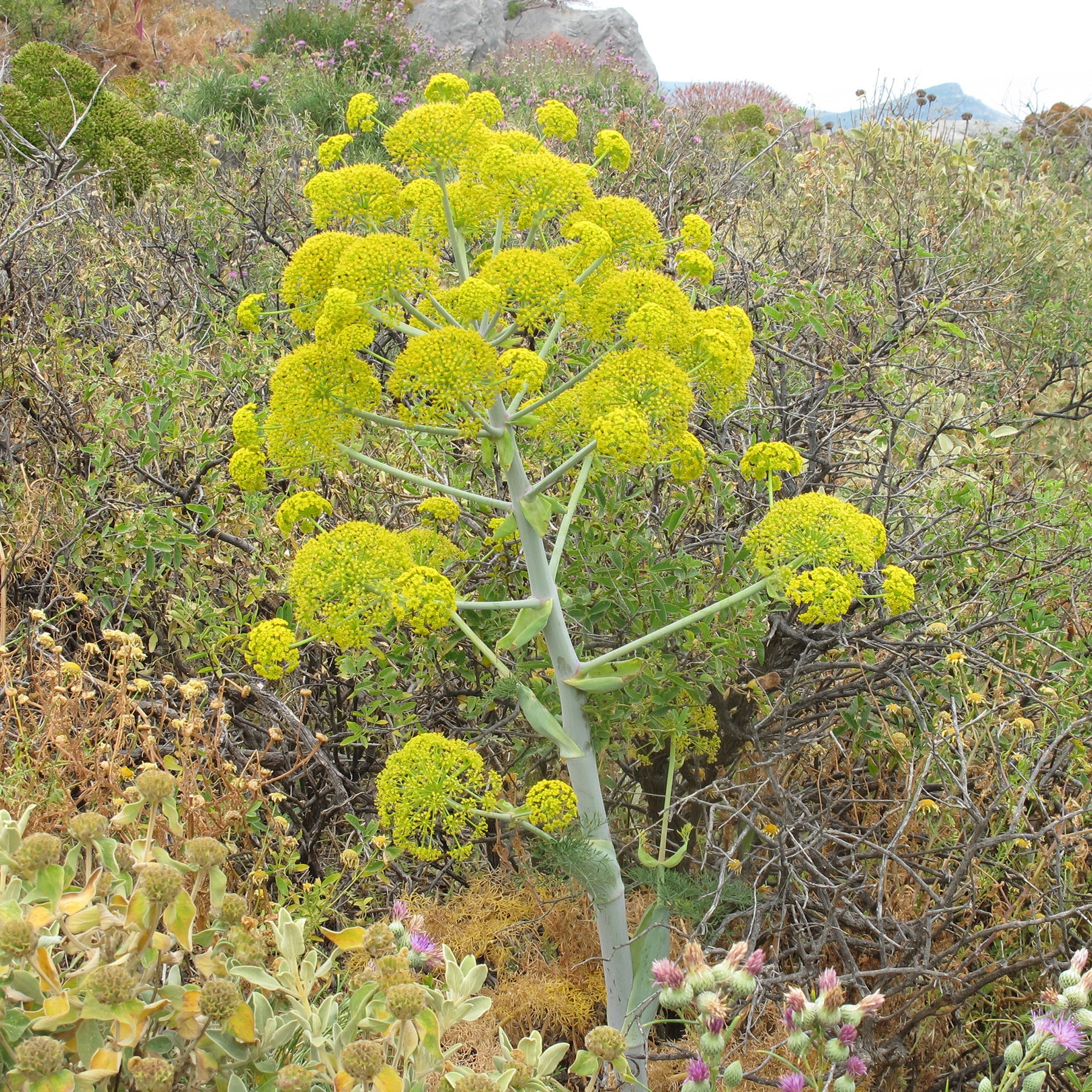 Férule commune - Ferula communis - Willemse