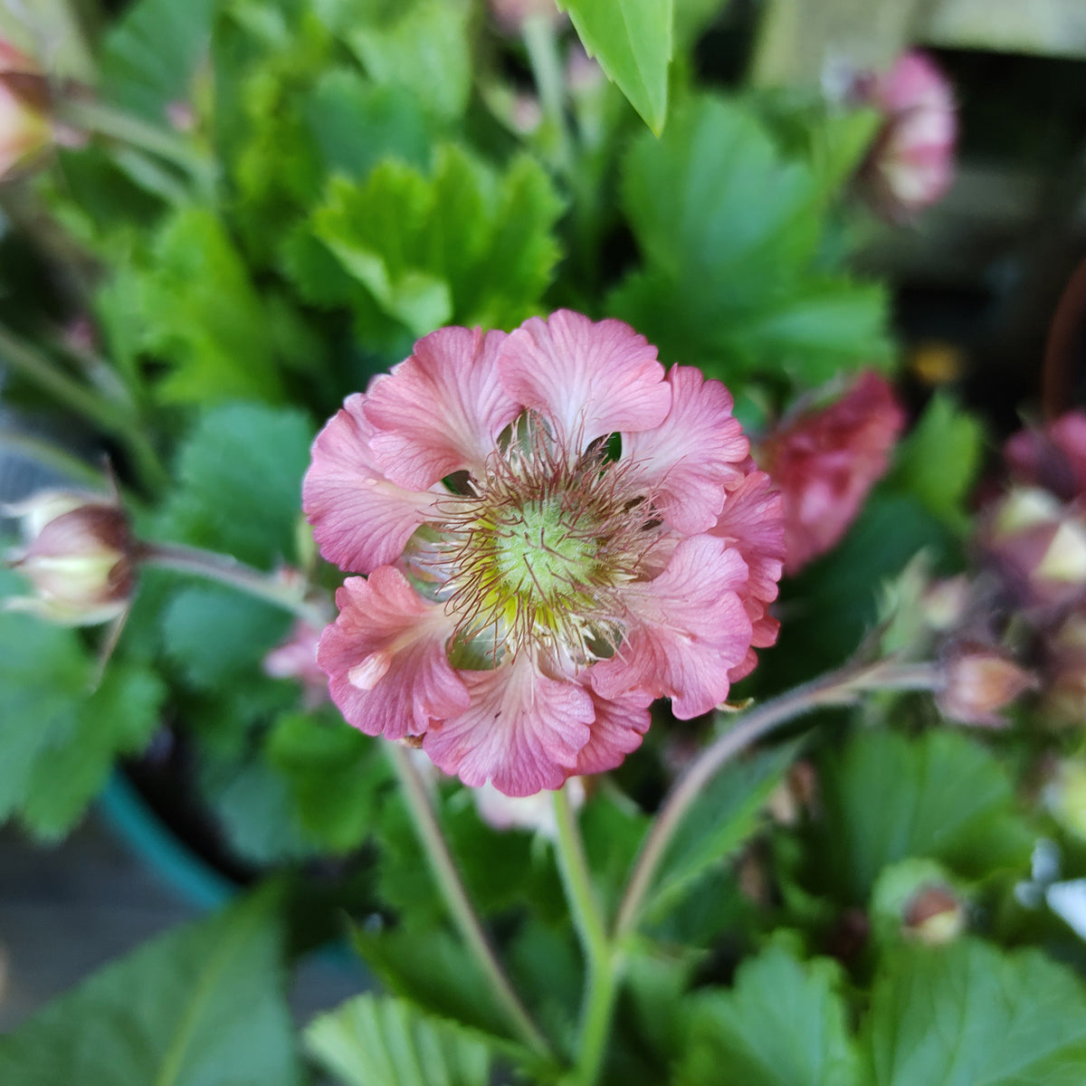 Benoîte Pink Petticoats - Willemse
