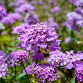 Corbeille d'argent Absolutely Amethyst - Iberis - Willemse
