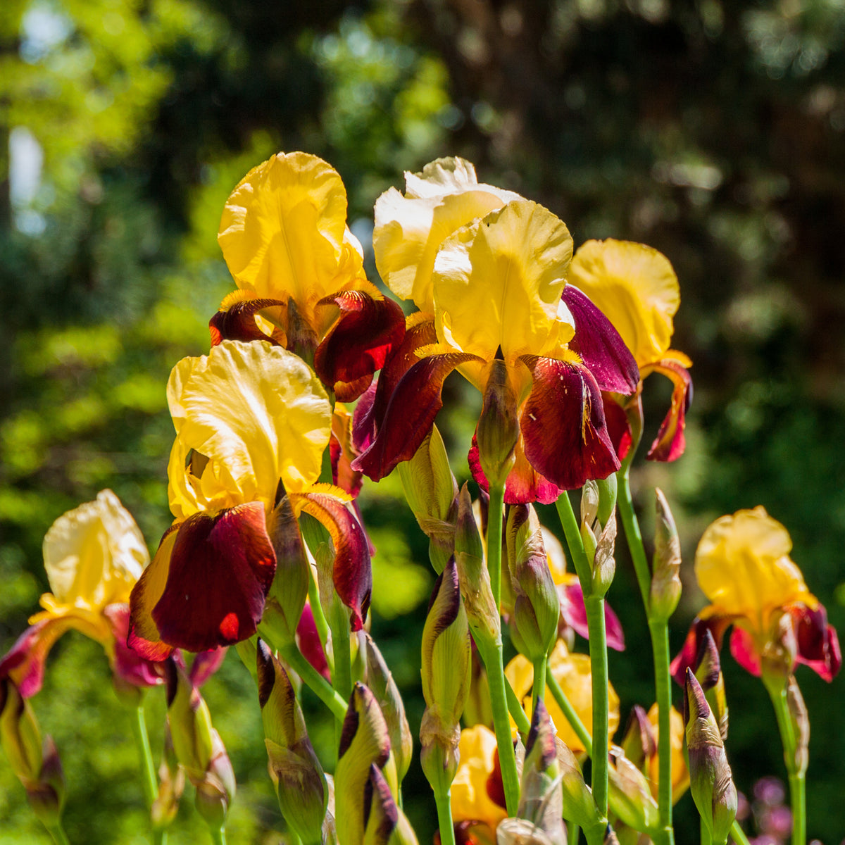 Iris de jardin Accent Variegata - Willemse