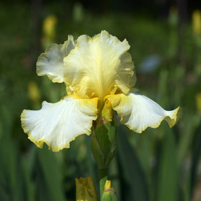 Iris de jardin Brides Halo - Willemse