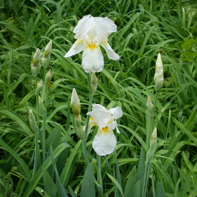 Iris de jardin Wedding Bouquet - Iris germanica Wedding Bouquet - Willemse