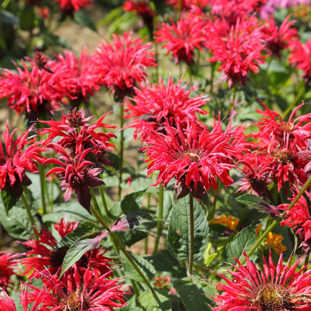Monarde écarlate - Willemse
