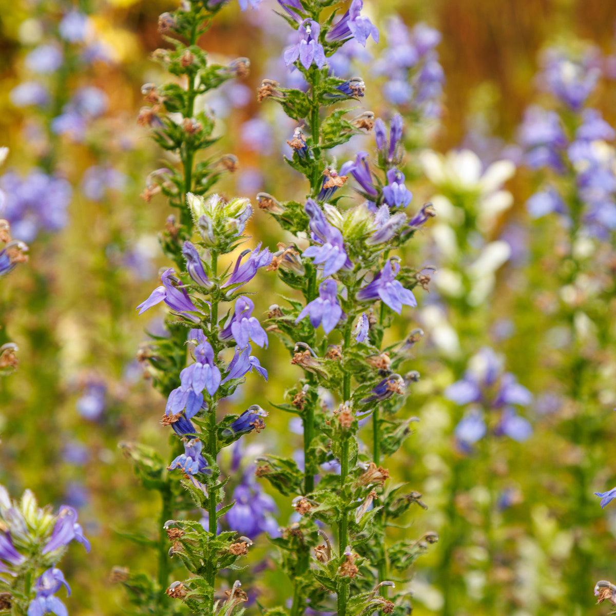 Grande Lobelia - Willemse