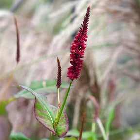 Renouée - Persicaire - Renouée Blackfield - Persicaire - Persicaria amplexicaulis Blackfield