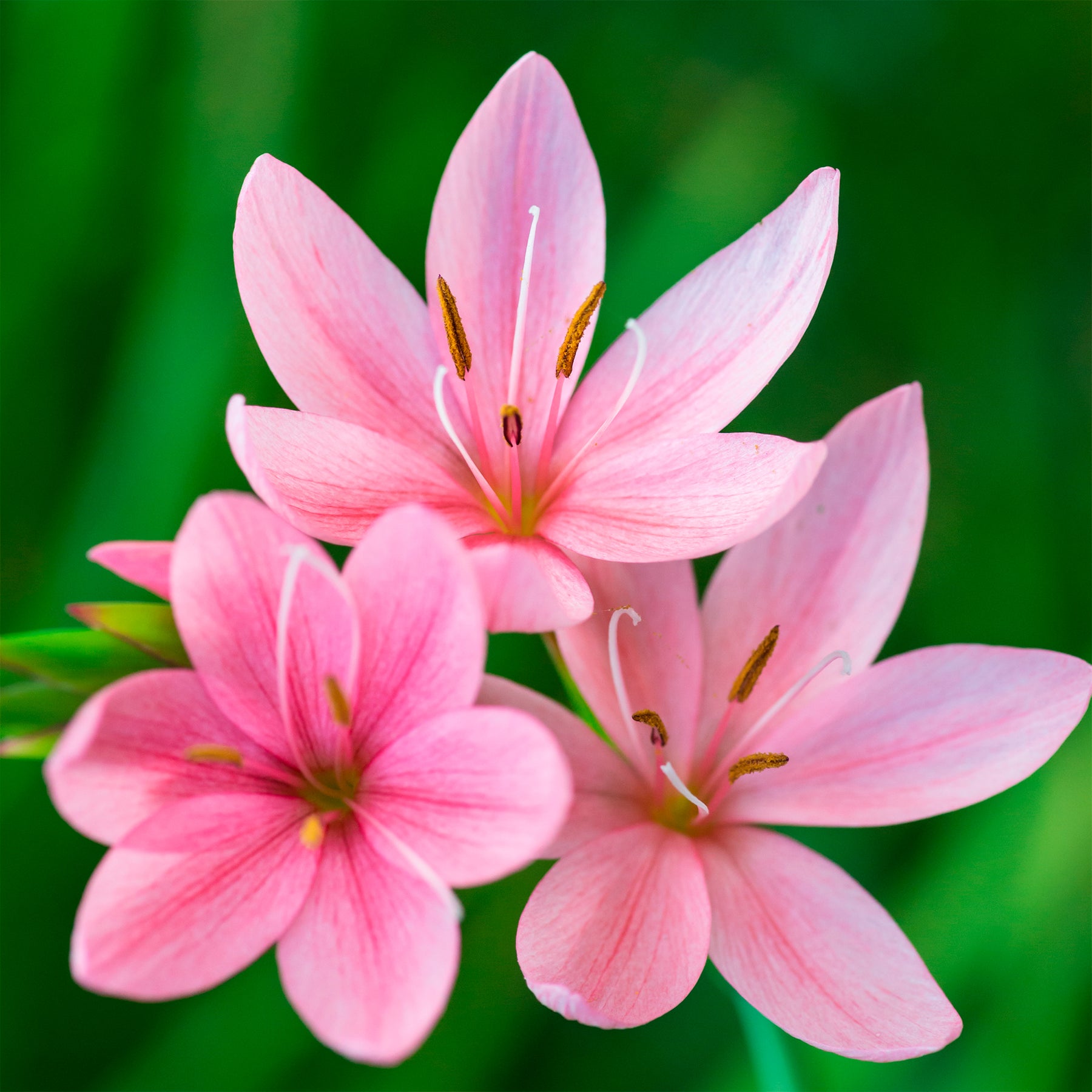 Schizostylis coccinea Pink Butterflies - Lys des cafres Pink Butterflies - Fleurs vivaces