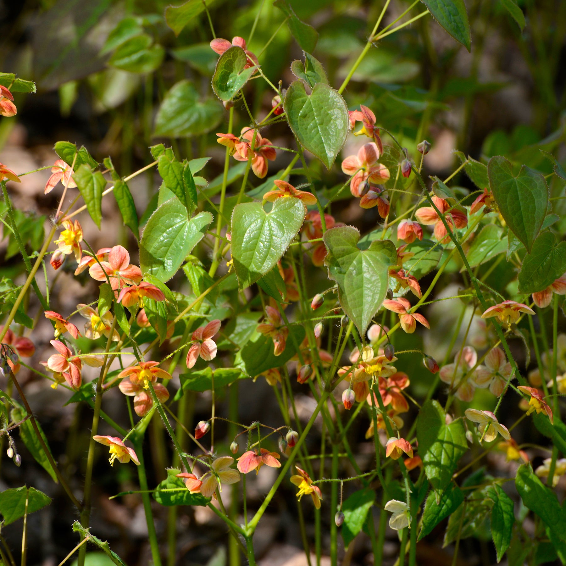 Vente Epimedium warleyense - Epimedium warleyense