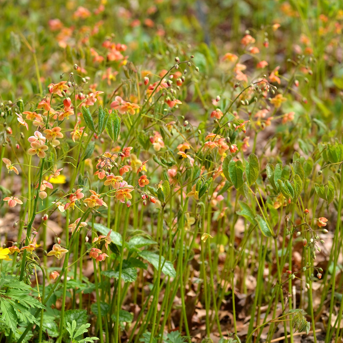 Epimedium warleyense - Epimedium warleyense - Willemse
