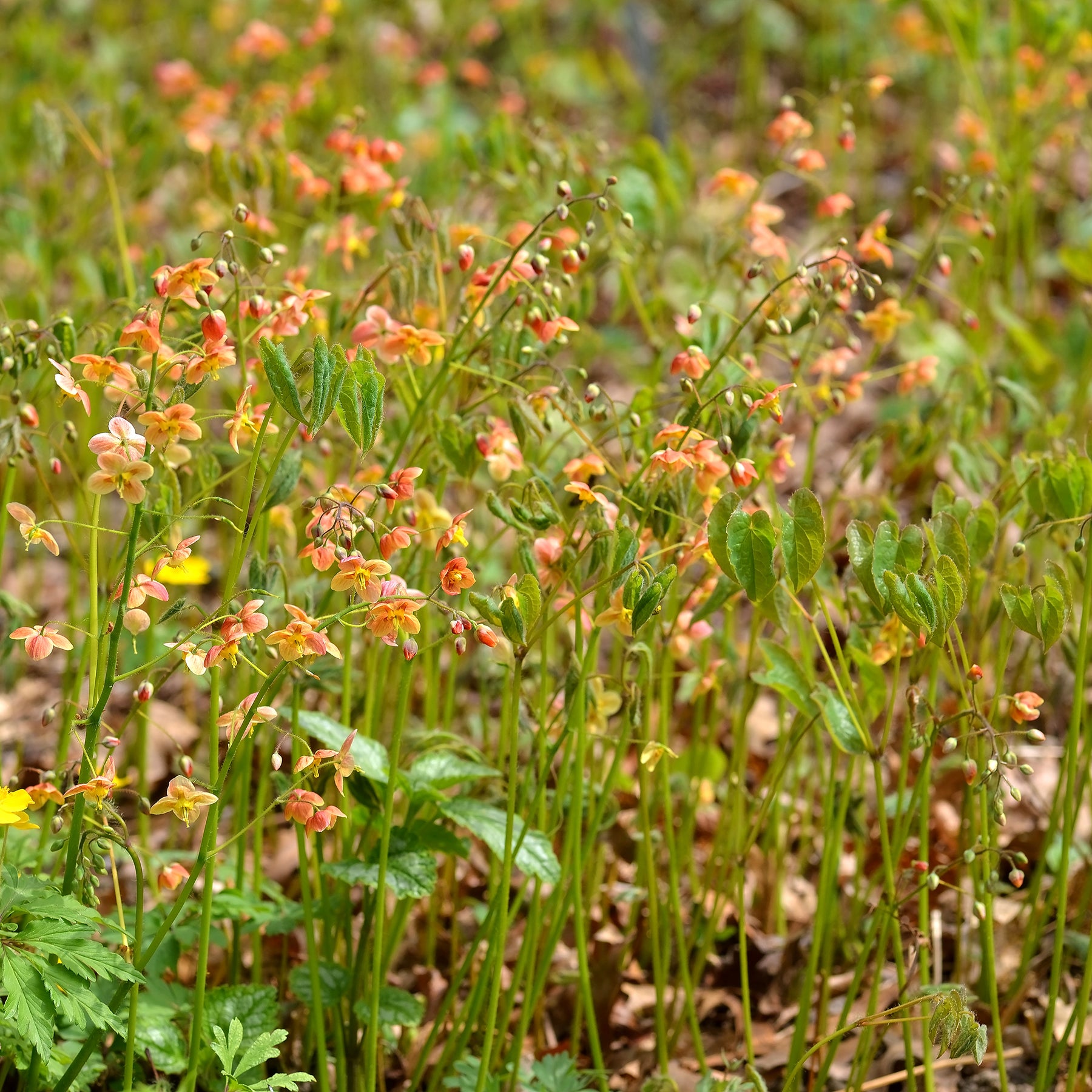 Epimedium warleyense - Epimedium warleyense - Willemse