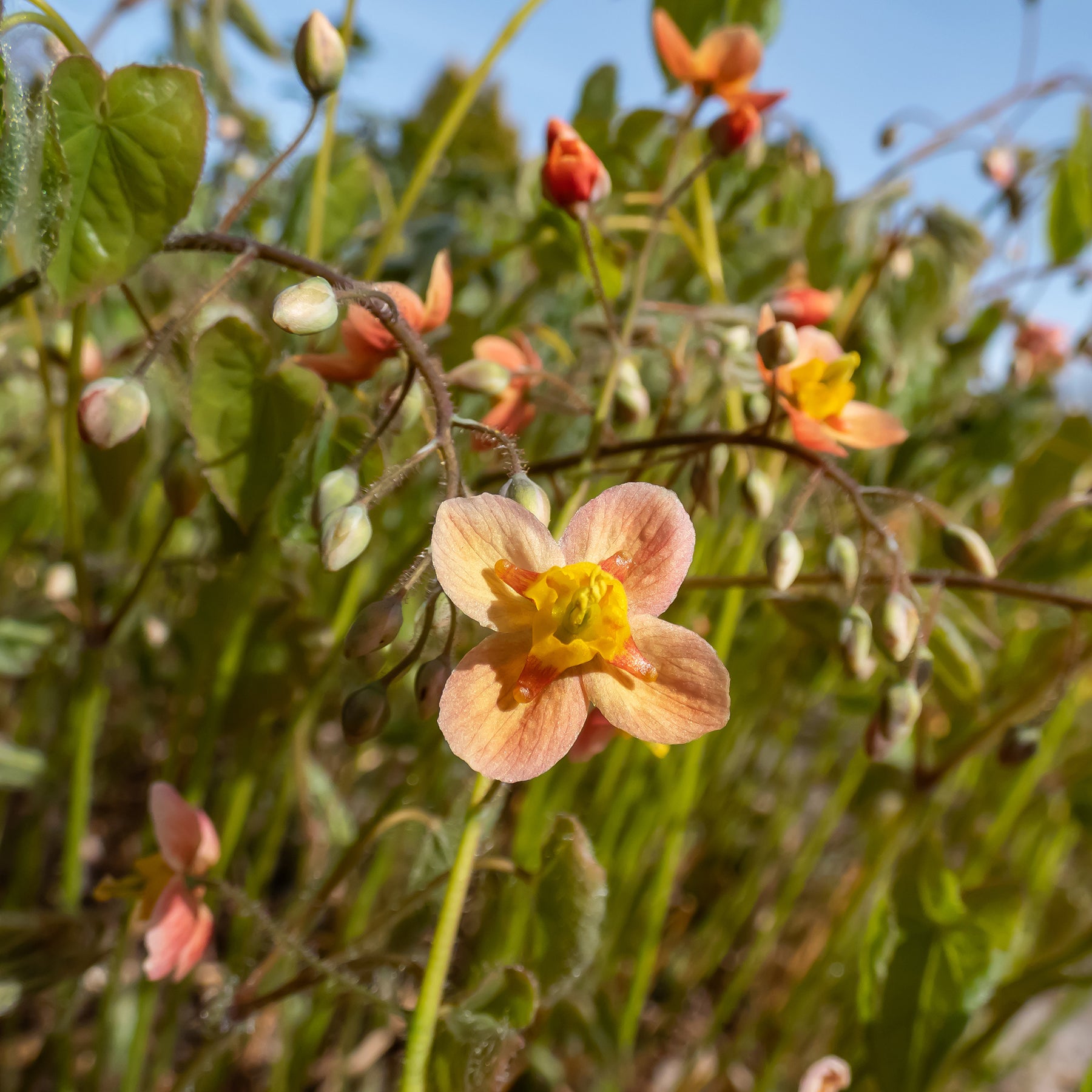 Epimedium - Epimedium warleyense - Epimedium warleyense