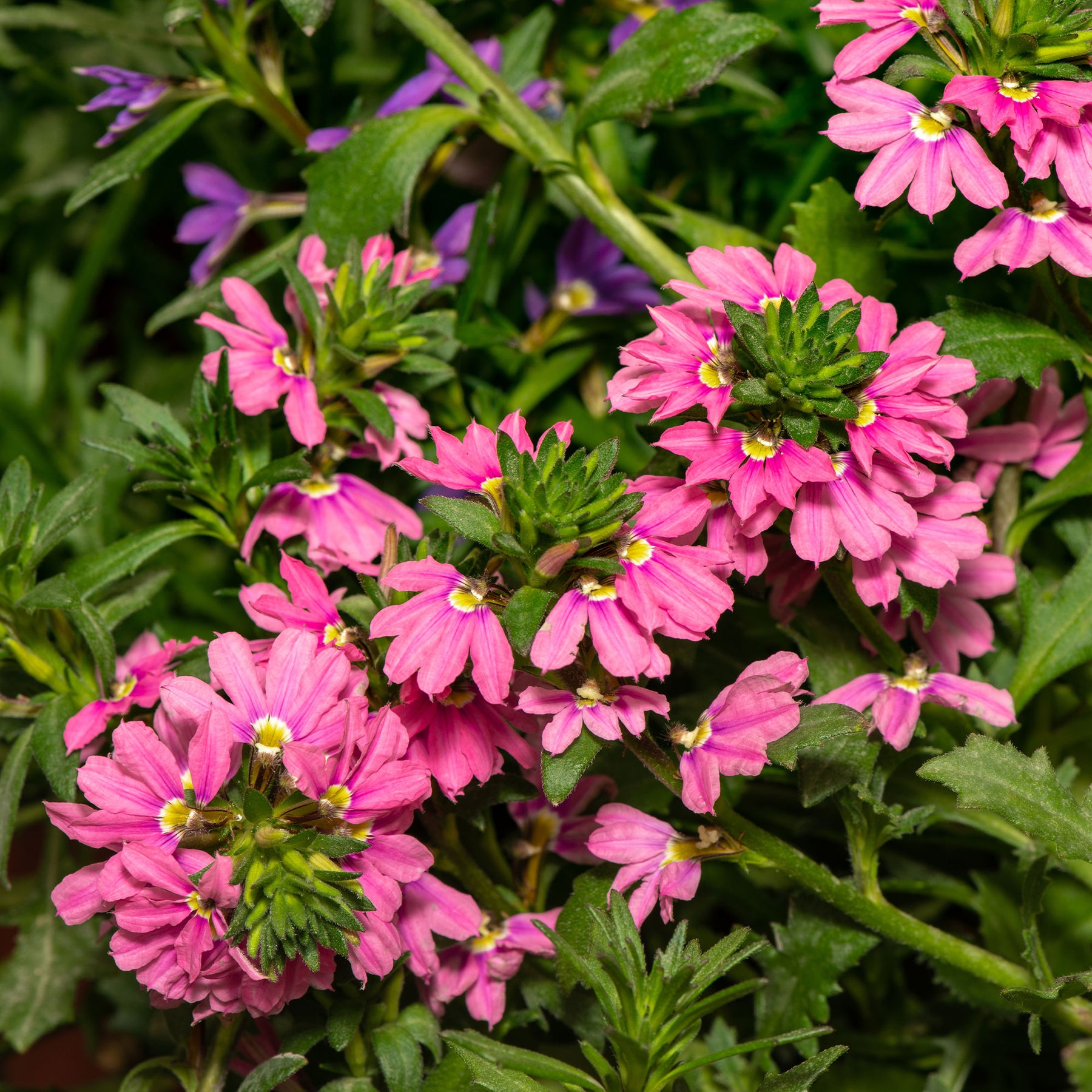 Scaevola Baby Pink Touch - Scaevola aemula Baby Pink Touch - Willemse