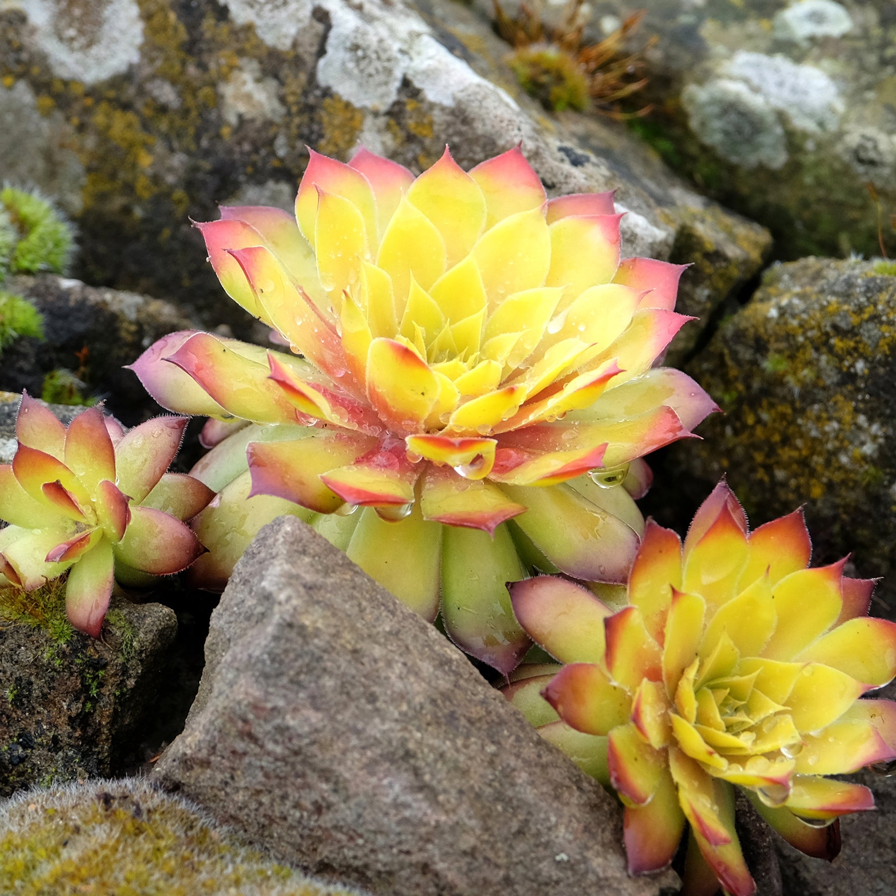 Joubarbe - Sempervivum - Joubarbe Chick Charms® Gold Nugget - Sempervivum - Sempervivum Chick Charms® Gold Nugget