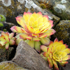Joubarbe - Sempervivum - Joubarbe Chick Charms® Gold Nugget - Sempervivum - Sempervivum Chick Charms® Gold Nugget