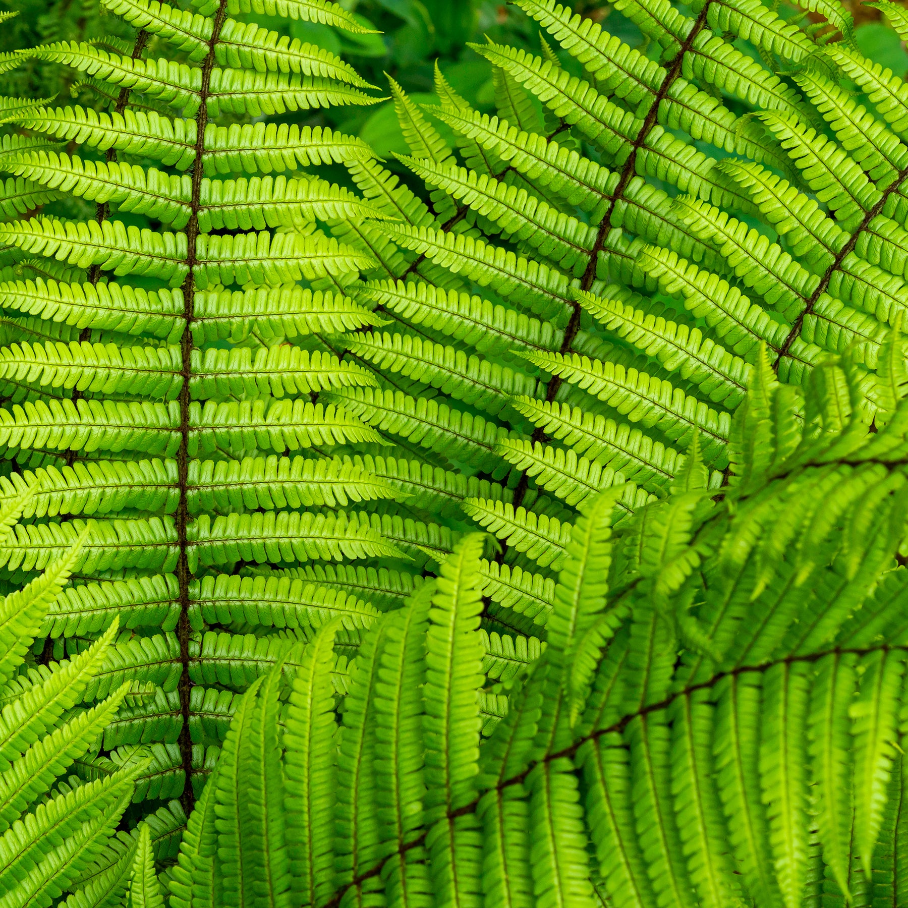 Dryopteris wallichiana - Fougère à écailles dorées - Fougères