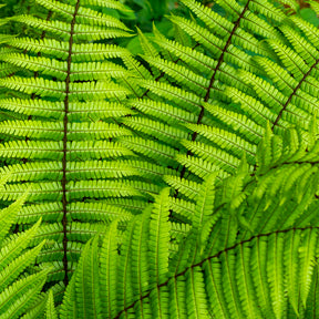 Dryopteris wallichiana - Fougère à écailles dorées - Fougères
