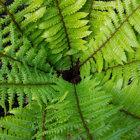 Fougère à écailles dorées - Dryopteris wallichiana - Willemse