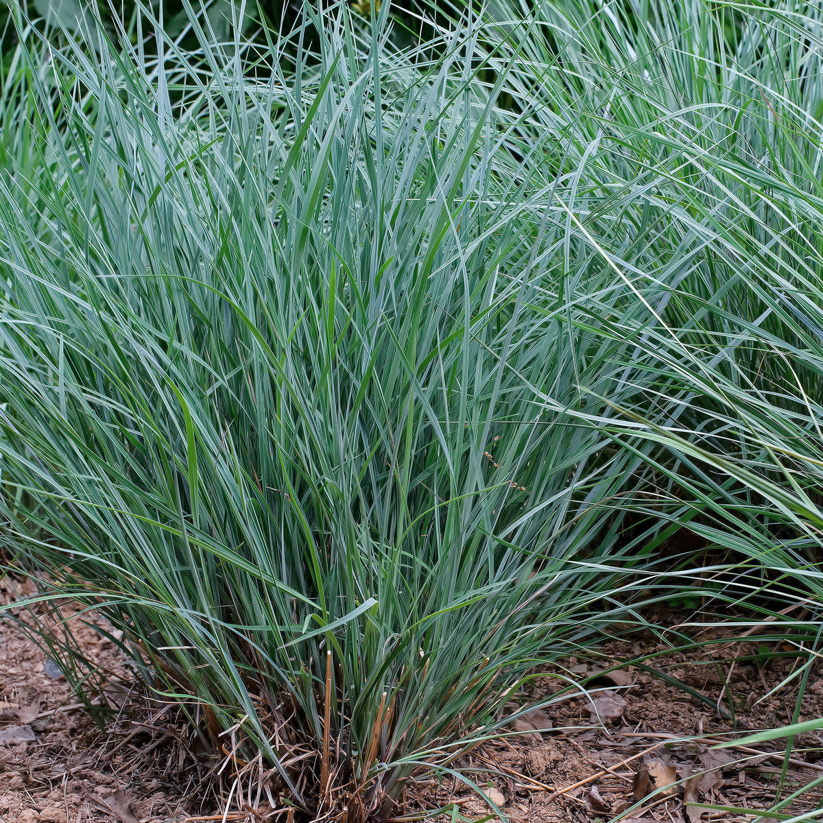 Andropogon Prairie Blues - Willemse