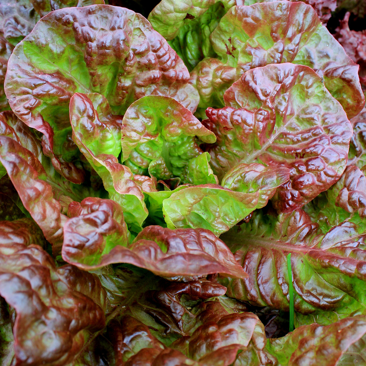 Laitue batavia Rouge Bocado - Lactuca sativa capitata Bocado - Willemse