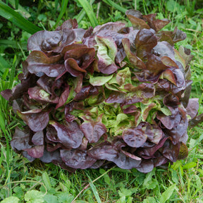 Lactuca sativa capitata Bocado - Laitue batavia Rouge Bocado - Plants de salades