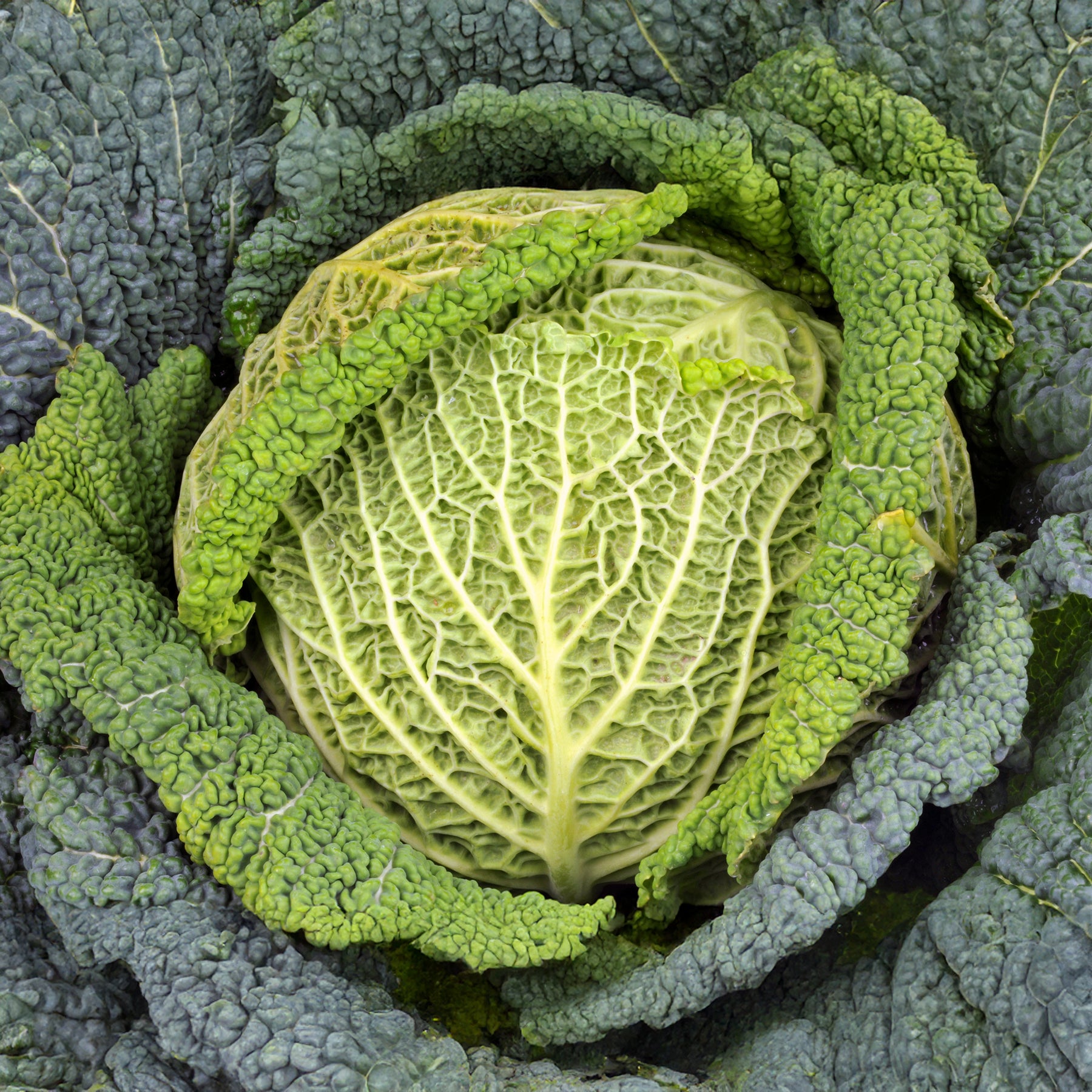 Plants de choux - Chou de Milan Manon F1 - Brassica oleracea sabauda Manon F1