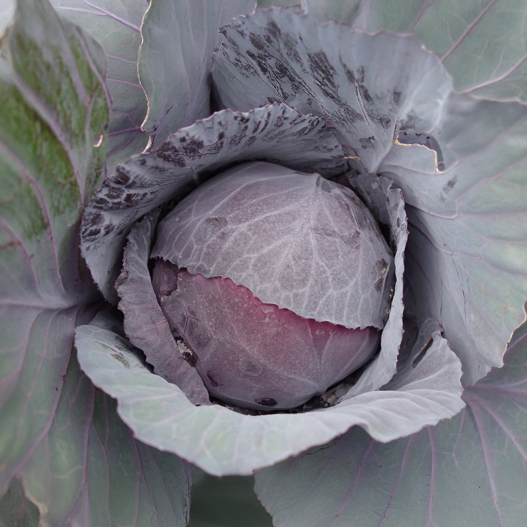 Chou rouge Fuego F1 - Brassica oleracea capitata Fuego F1 - Willemse