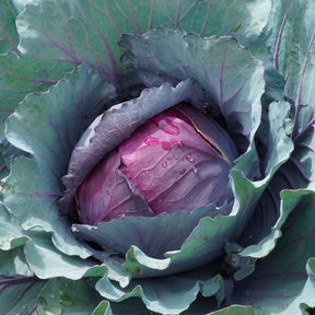 Plants de choux - Chou rouge Fuego F1 - Brassica oleracea capitata Fuego F1