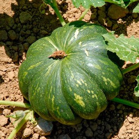 Courge Musquée de Provence