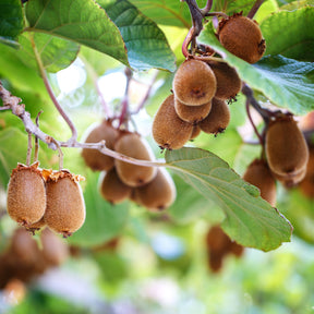 Kiwi autofertile Herma® - Willemse