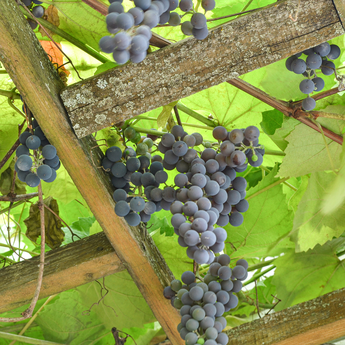 Vigne Isabella - Willemse