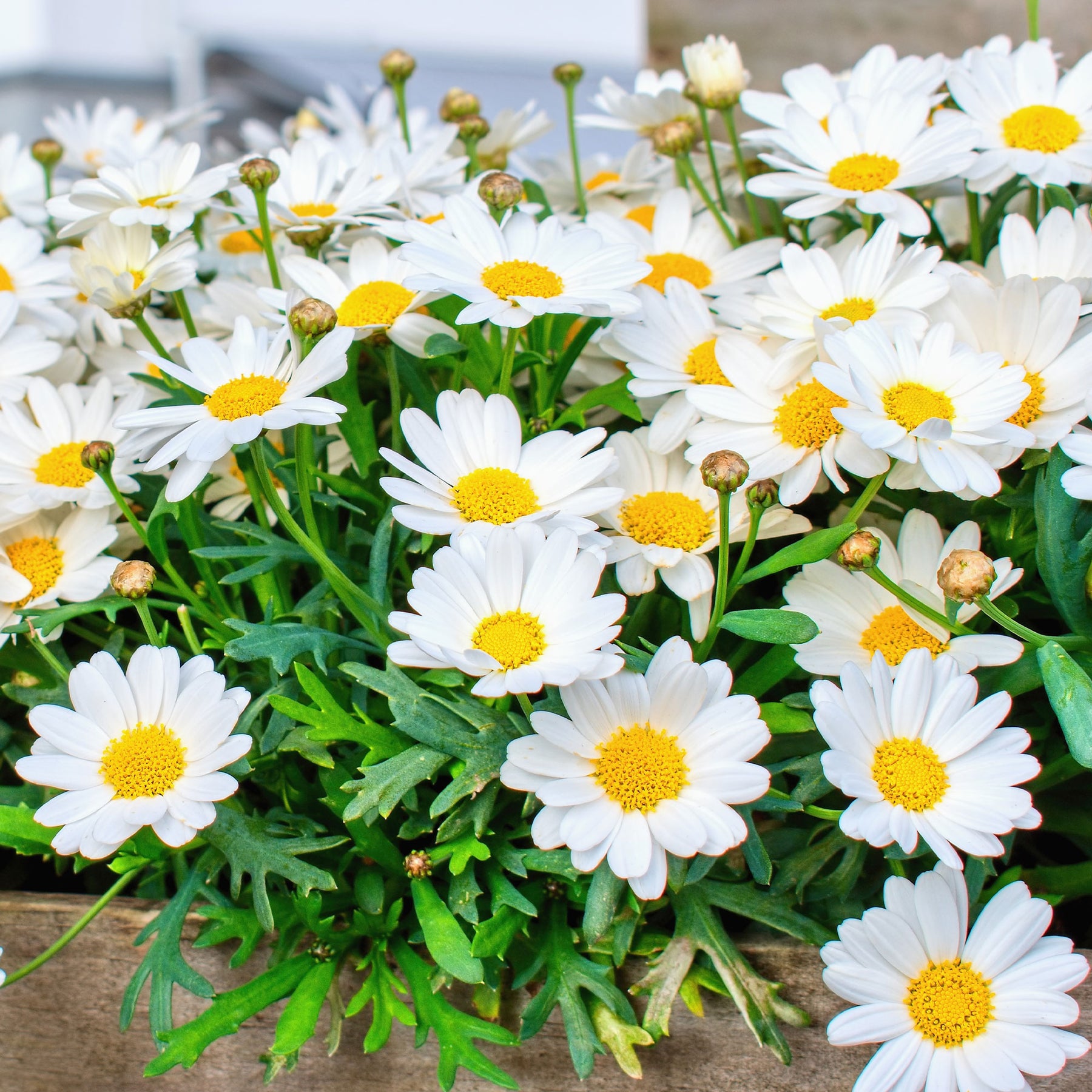 Balcon et terrasse - Marguerite des Canaries - Argyranthemum frutescens