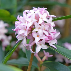 Daphne Spring Beauty® - Daphne bholua Spring Beauty® - Willemse