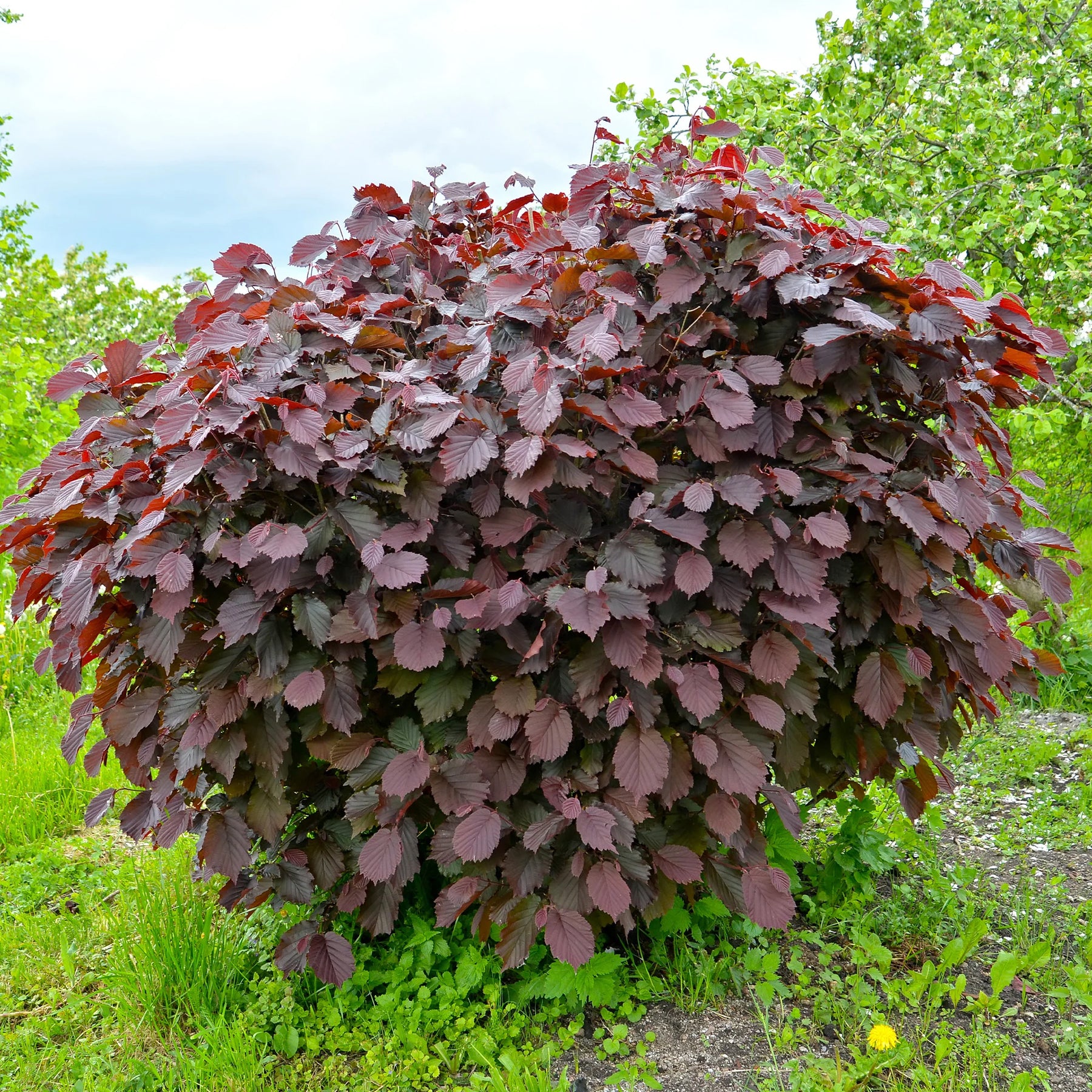 Noisetier pourpre Rote Zellernuss - Noisetier - Willemse